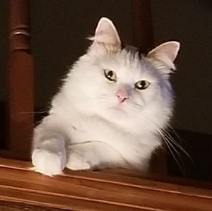 Meet your Posher, Betsy